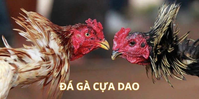 Mẹo bắt kèo đá gà có sử dụng cựa dao hiệu quả nhất